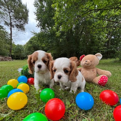 Les chiots de Cavalier King Charles Spaniel