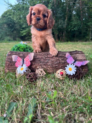 Les chiots de Cavalier King Charles Spaniel