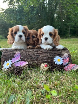 Les chiots de Cavalier King Charles Spaniel