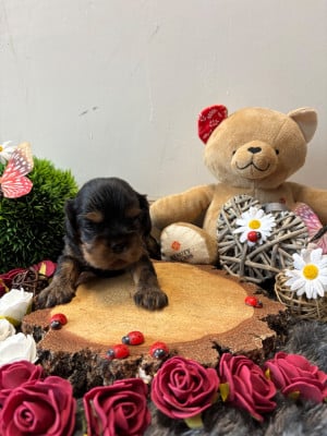 Les chiots de Cavalier King Charles Spaniel