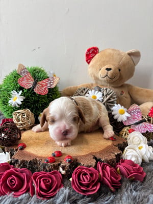 Les chiots de Cavalier King Charles Spaniel