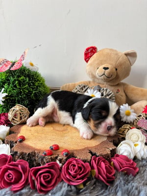 Les chiots de Cavalier King Charles Spaniel