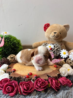 Les chiots de Cavalier King Charles Spaniel