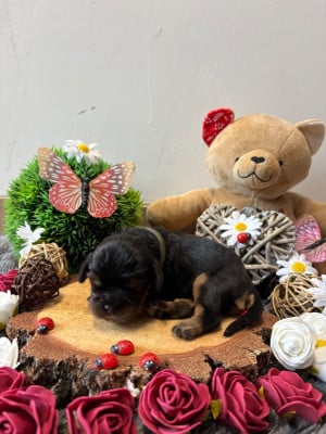 Les chiots de Cavalier King Charles Spaniel