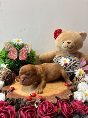 Les chiots de Cavalier King Charles Spaniel