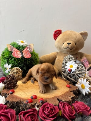 Les chiots de Cavalier King Charles Spaniel