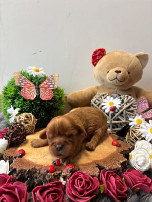 Les chiots de Cavalier King Charles Spaniel