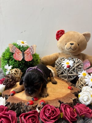 Les chiots de Cavalier King Charles Spaniel