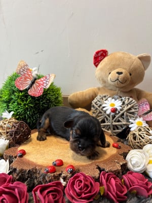 Les chiots de Cavalier King Charles Spaniel
