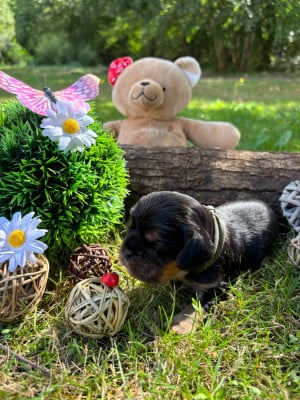 Les chiots de Cavalier King Charles Spaniel