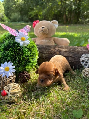 Les chiots de Cavalier King Charles Spaniel