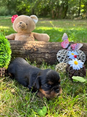 Les chiots de Cavalier King Charles Spaniel