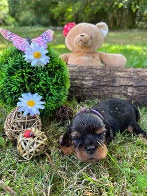 Les chiots de Cavalier King Charles Spaniel