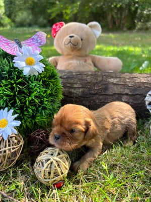 Les chiots de Cavalier King Charles Spaniel
