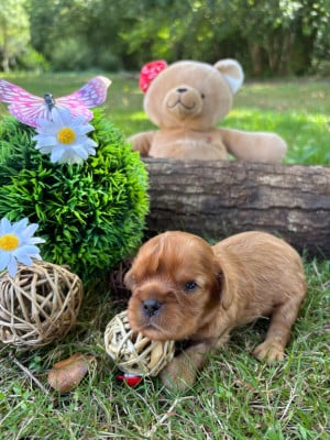 Les chiots de Cavalier King Charles Spaniel