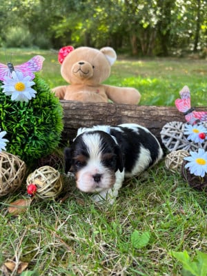 Les chiots de Cavalier King Charles Spaniel