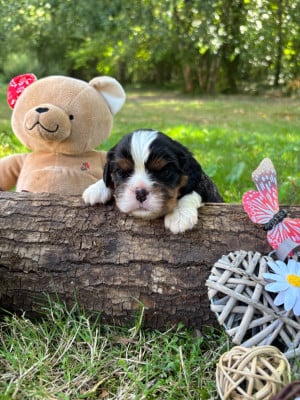 Les chiots de Cavalier King Charles Spaniel