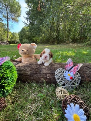Les chiots de Cavalier King Charles Spaniel