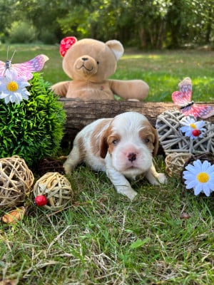 Les chiots de Cavalier King Charles Spaniel