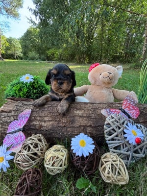 Les chiots de Cavalier King Charles Spaniel