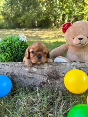 Les chiots de Cavalier King Charles Spaniel