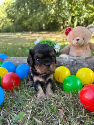 Les chiots de Cavalier King Charles Spaniel