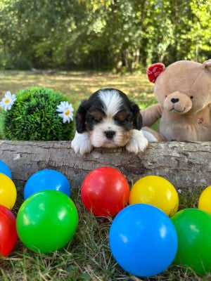 Les chiots de Cavalier King Charles Spaniel