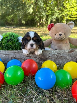 Les chiots de Cavalier King Charles Spaniel