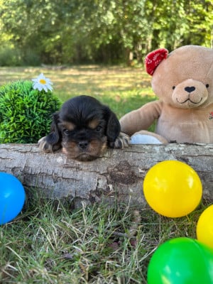 Les chiots de Cavalier King Charles Spaniel