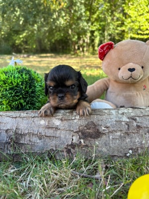 Les chiots de Cavalier King Charles Spaniel