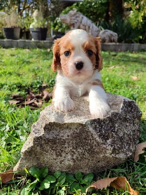 Les chiots de Cavalier King Charles Spaniel