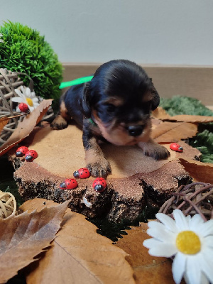 Les chiots de Cavalier King Charles Spaniel