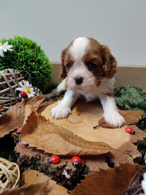 Les chiots de Cavalier King Charles Spaniel