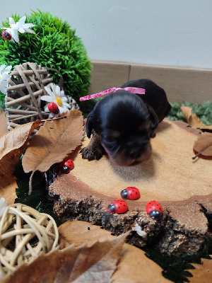 Les chiots de Cavalier King Charles Spaniel