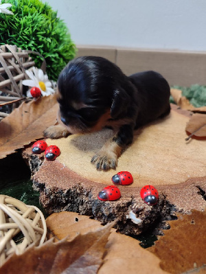 Les chiots de Cavalier King Charles Spaniel