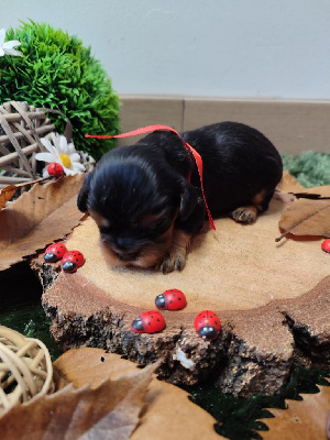 Les chiots de Cavalier King Charles Spaniel