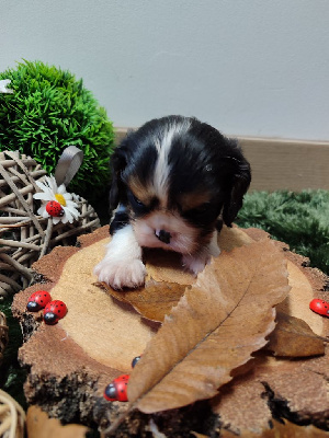 Les chiots de Cavalier King Charles Spaniel