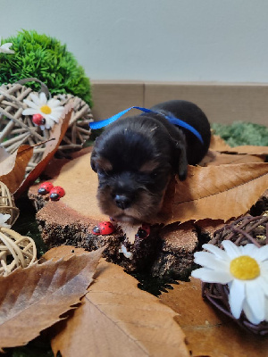 Les chiots de Cavalier King Charles Spaniel