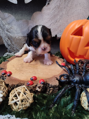 Les chiots de Cavalier King Charles Spaniel