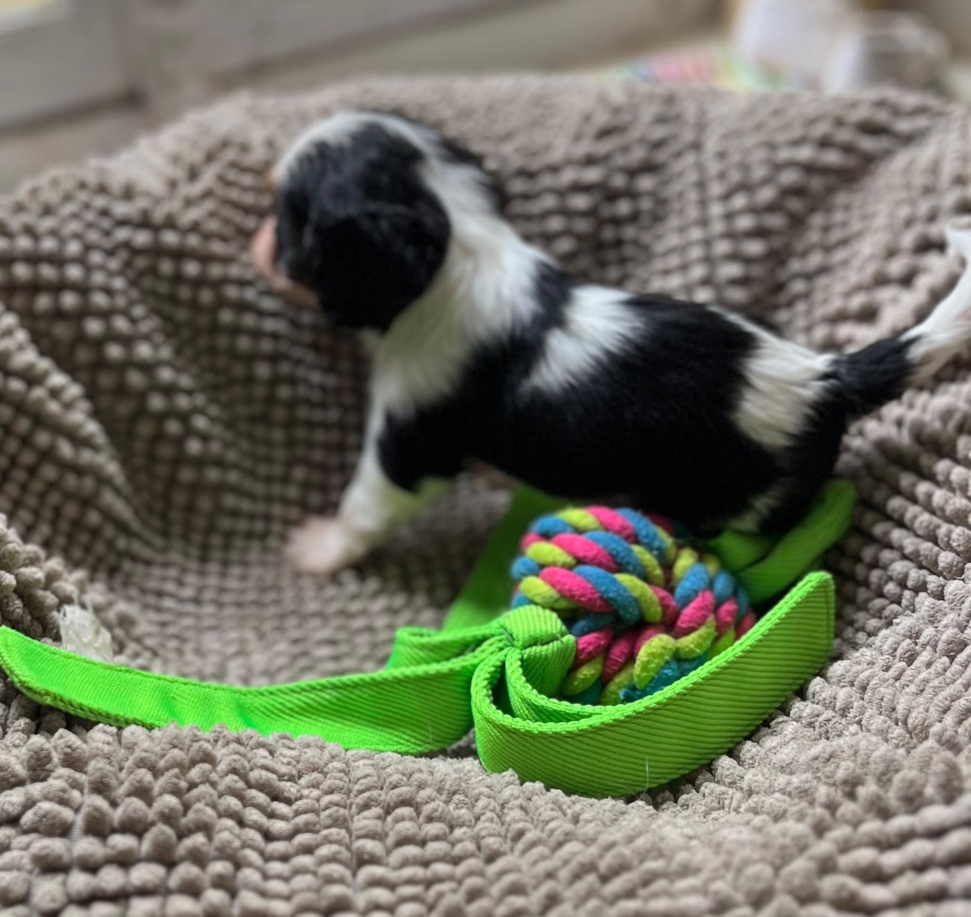 CHIOT 2