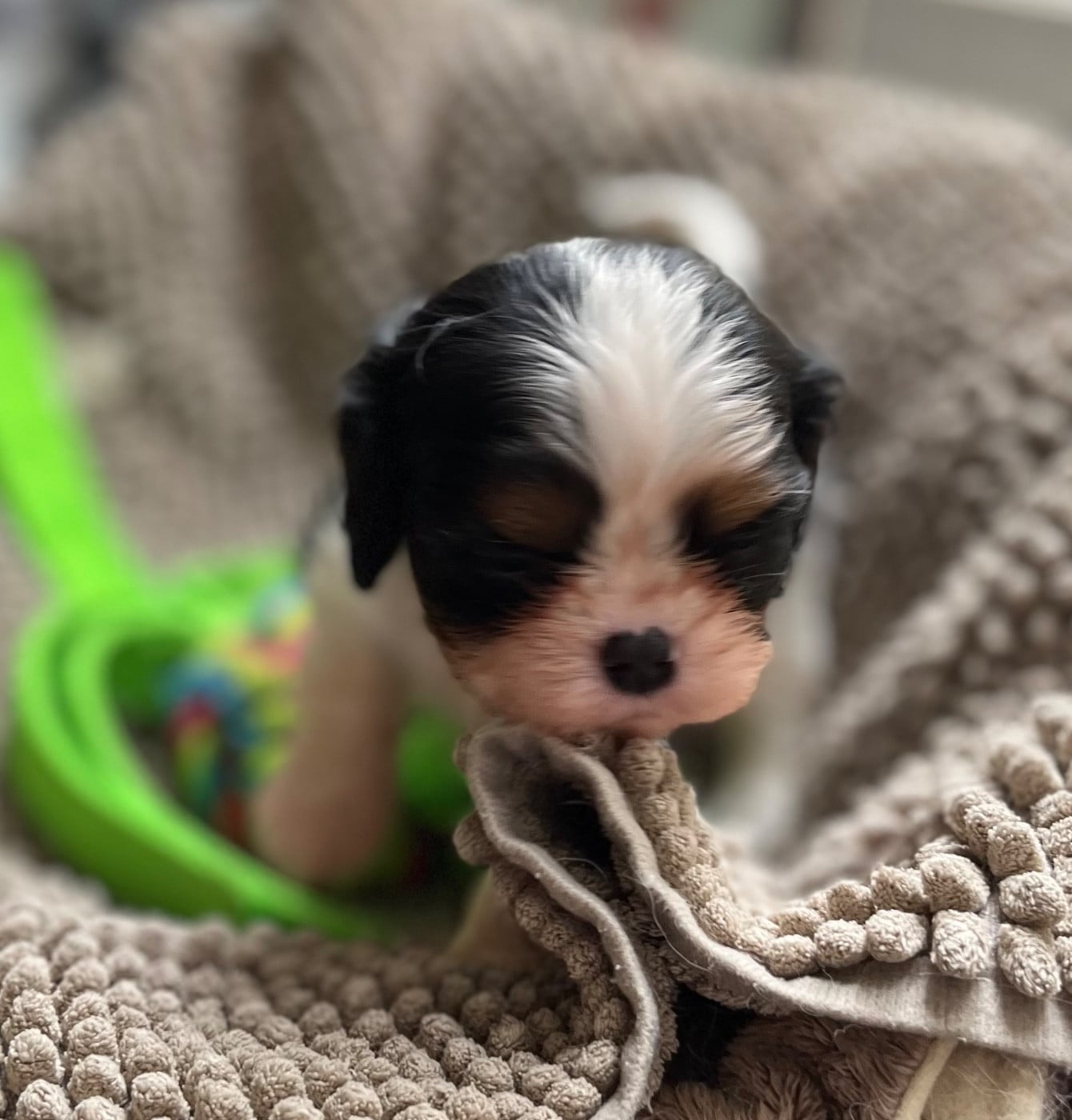 CHIOT 2