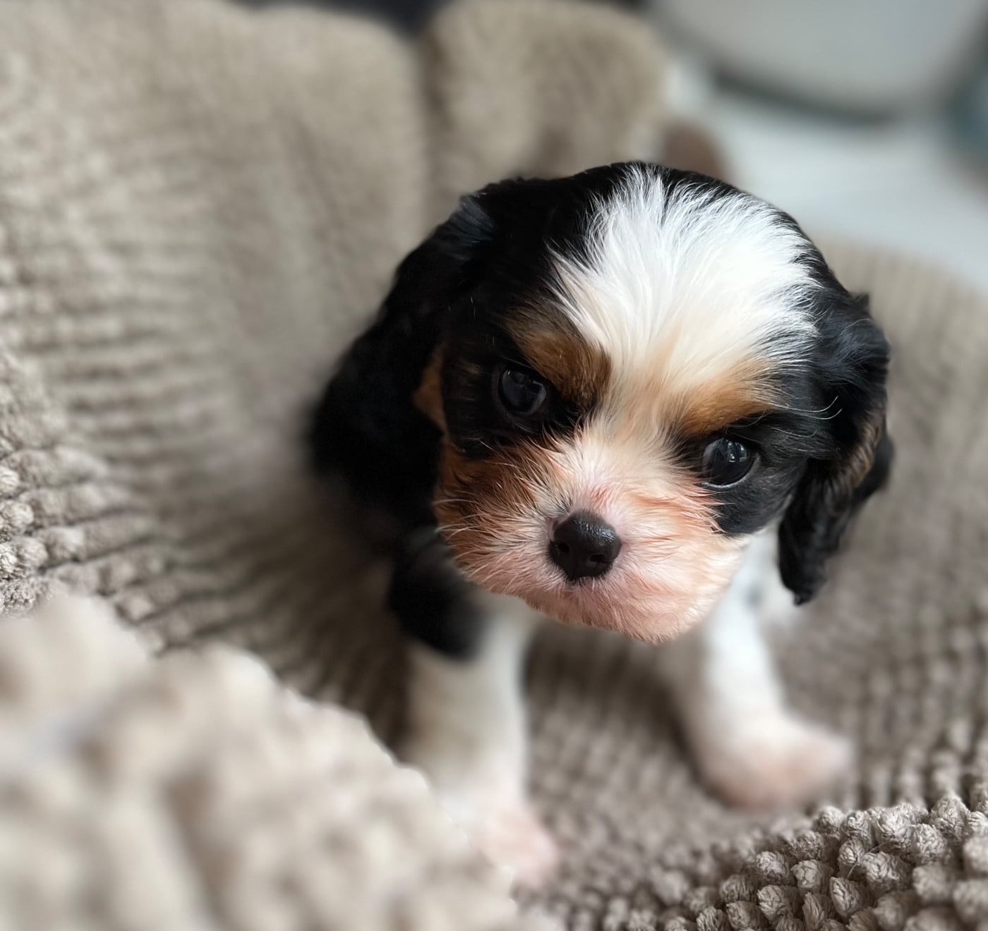 CHIOT 4