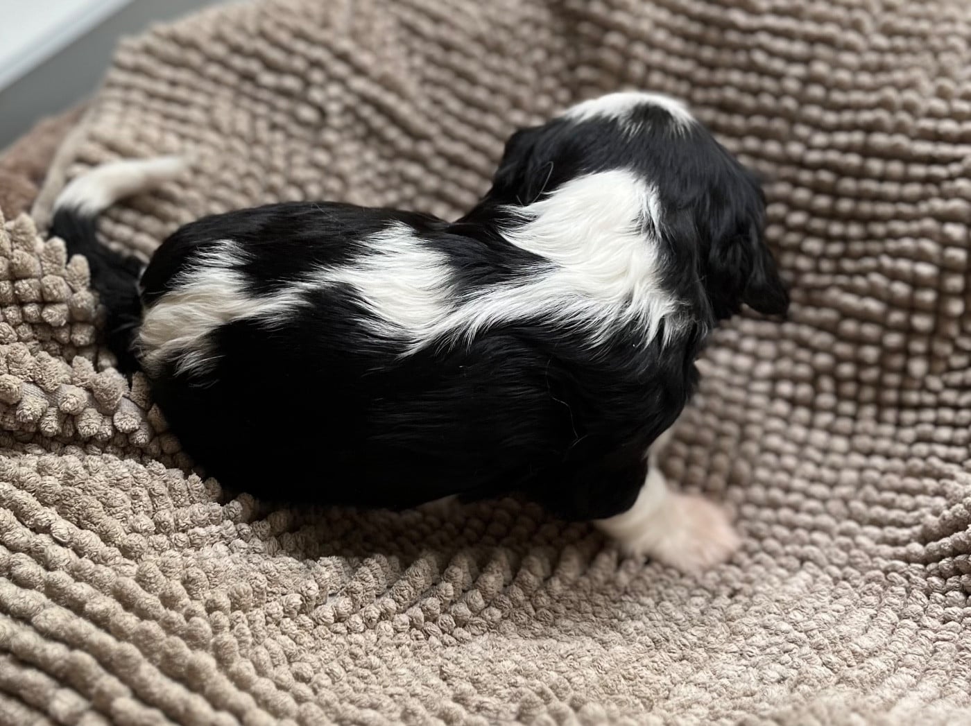 CHIOT 4