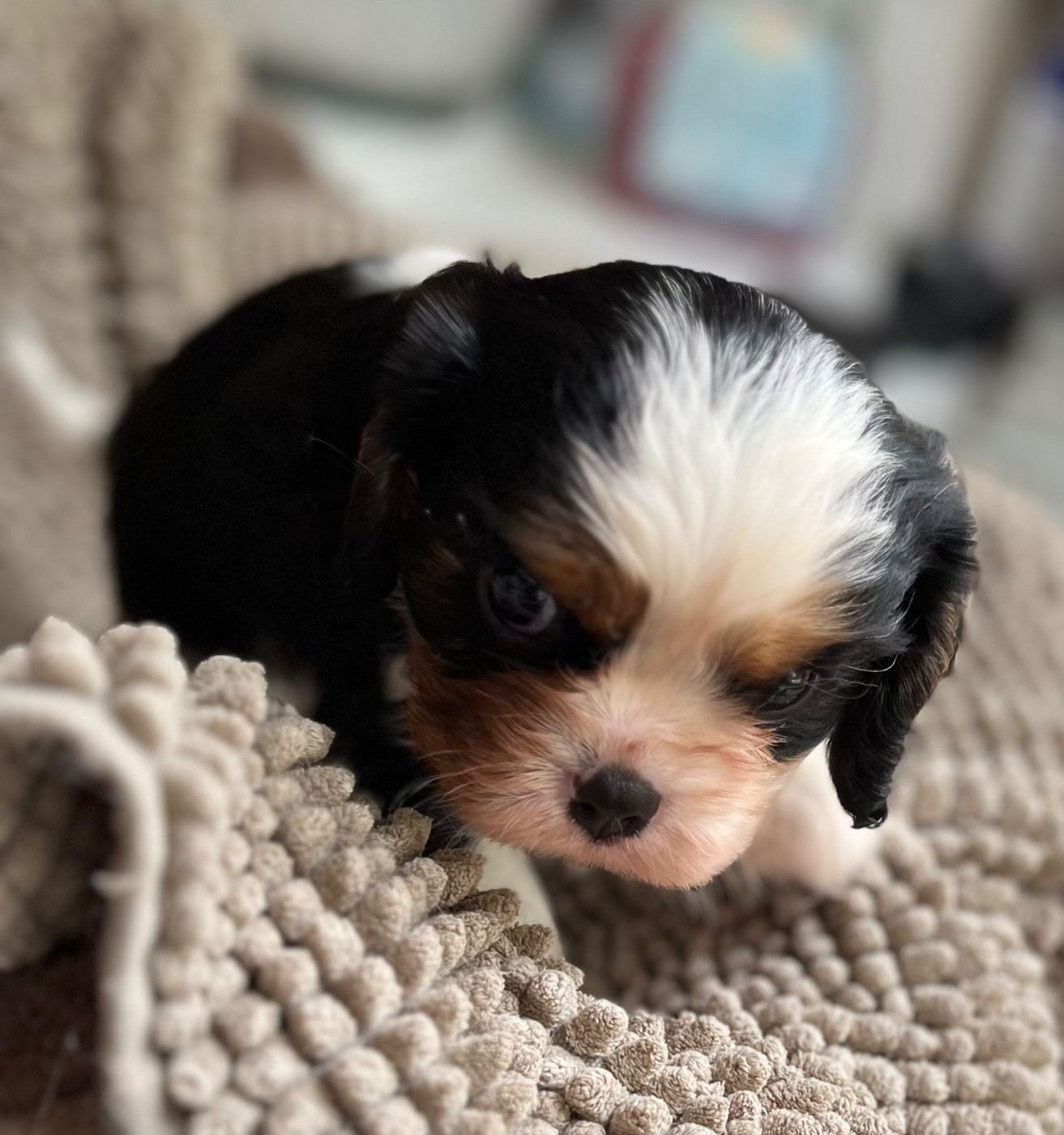 CHIOT 4