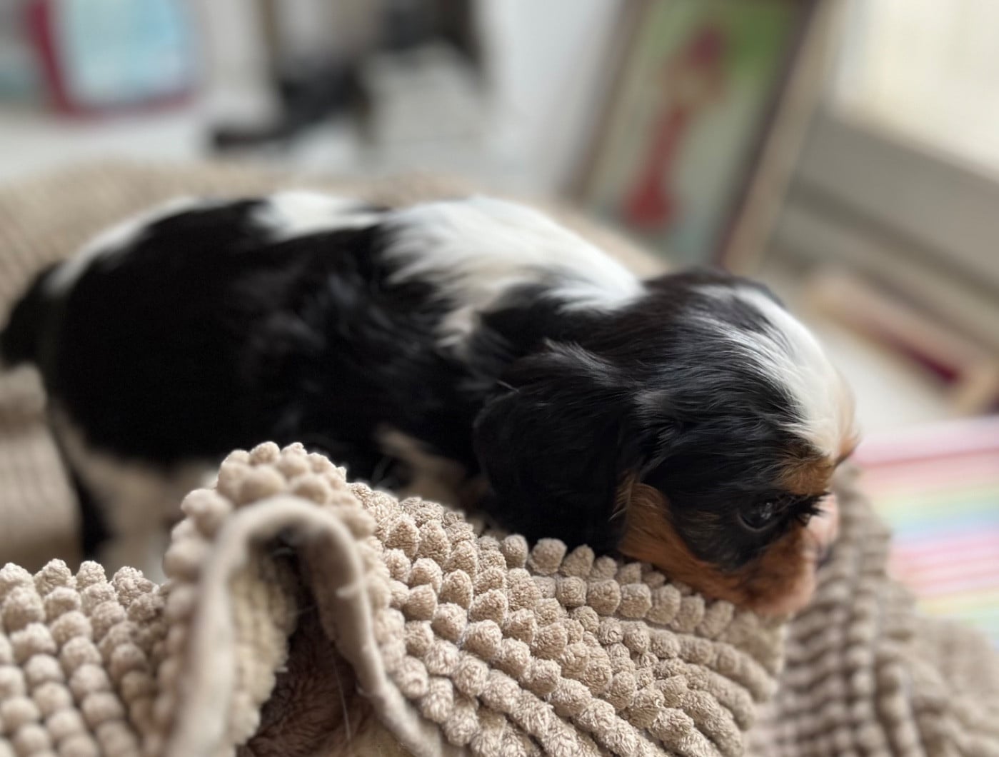 CHIOT 4