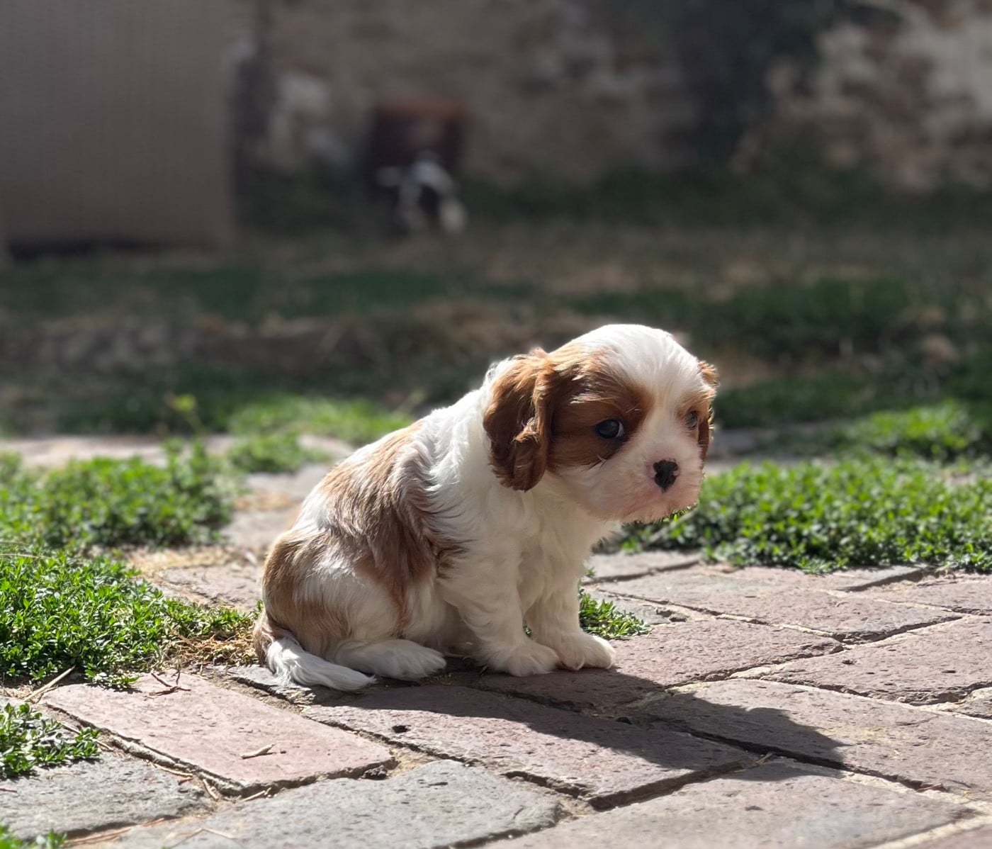 Mâle blenheim - Cavalier King Charles Spaniel