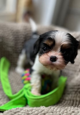 Les chiots de Cavalier King Charles Spaniel