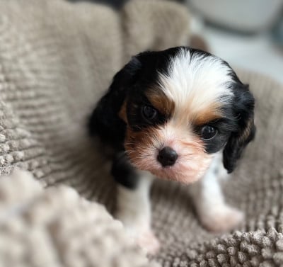 Les chiots de Cavalier King Charles Spaniel