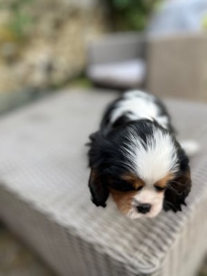 Les chiots de Cavalier King Charles Spaniel