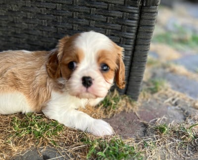 Les chiots de Cavalier King Charles Spaniel